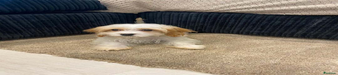 Cavapoo Puppy 2
