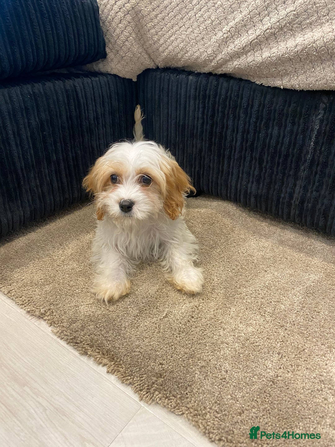 Cavapoo dogs for sale: Extensively health tested puppies - Image 2