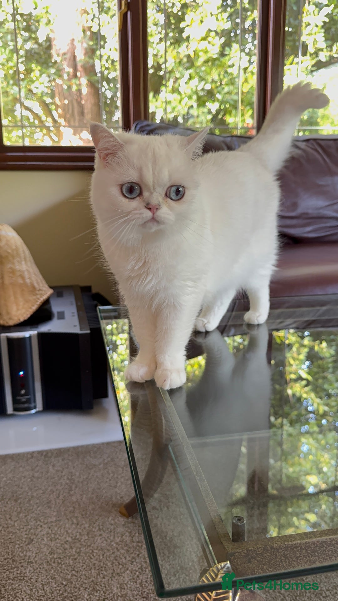 British Shorthair cats for sale: Aurora - Image 4