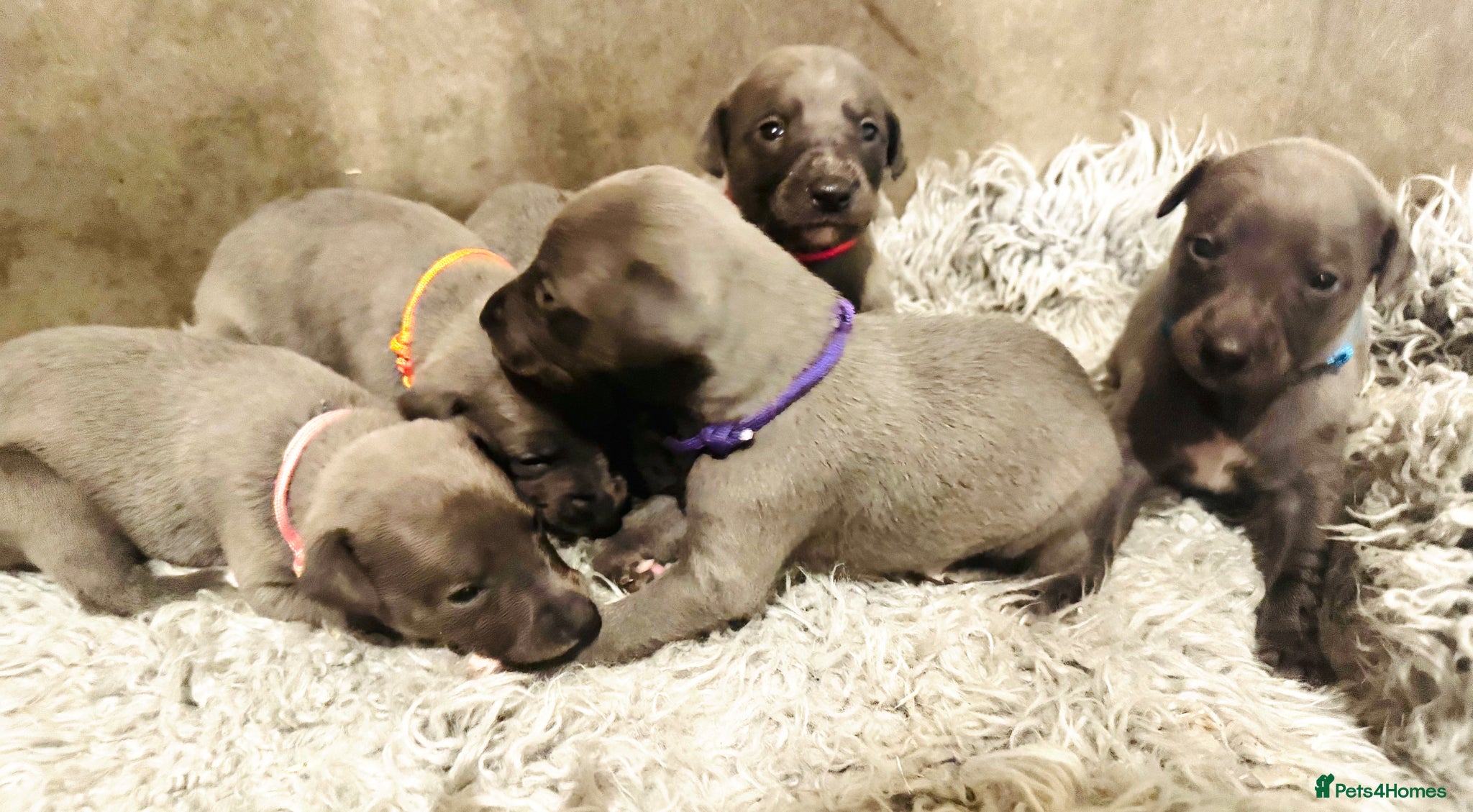 Whippet dogs for sale: 💙 Stunning KC Registered Blue Whippet Puppies  - Advert 2