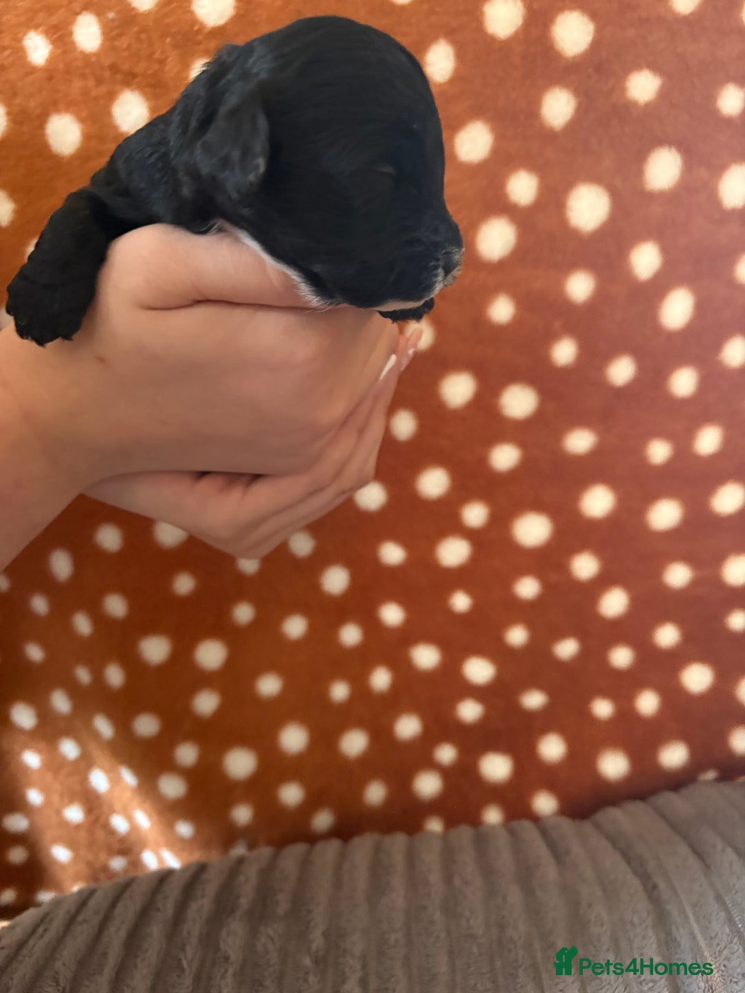 Mixed Breed dogs for sale: 8 beautiful cockapoo cross cavapoo pups - Image 17