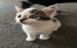 Mixed Breed cats for sale: TWO LEFT! Beautiful kittens ready for 5/10/25 - Image 7