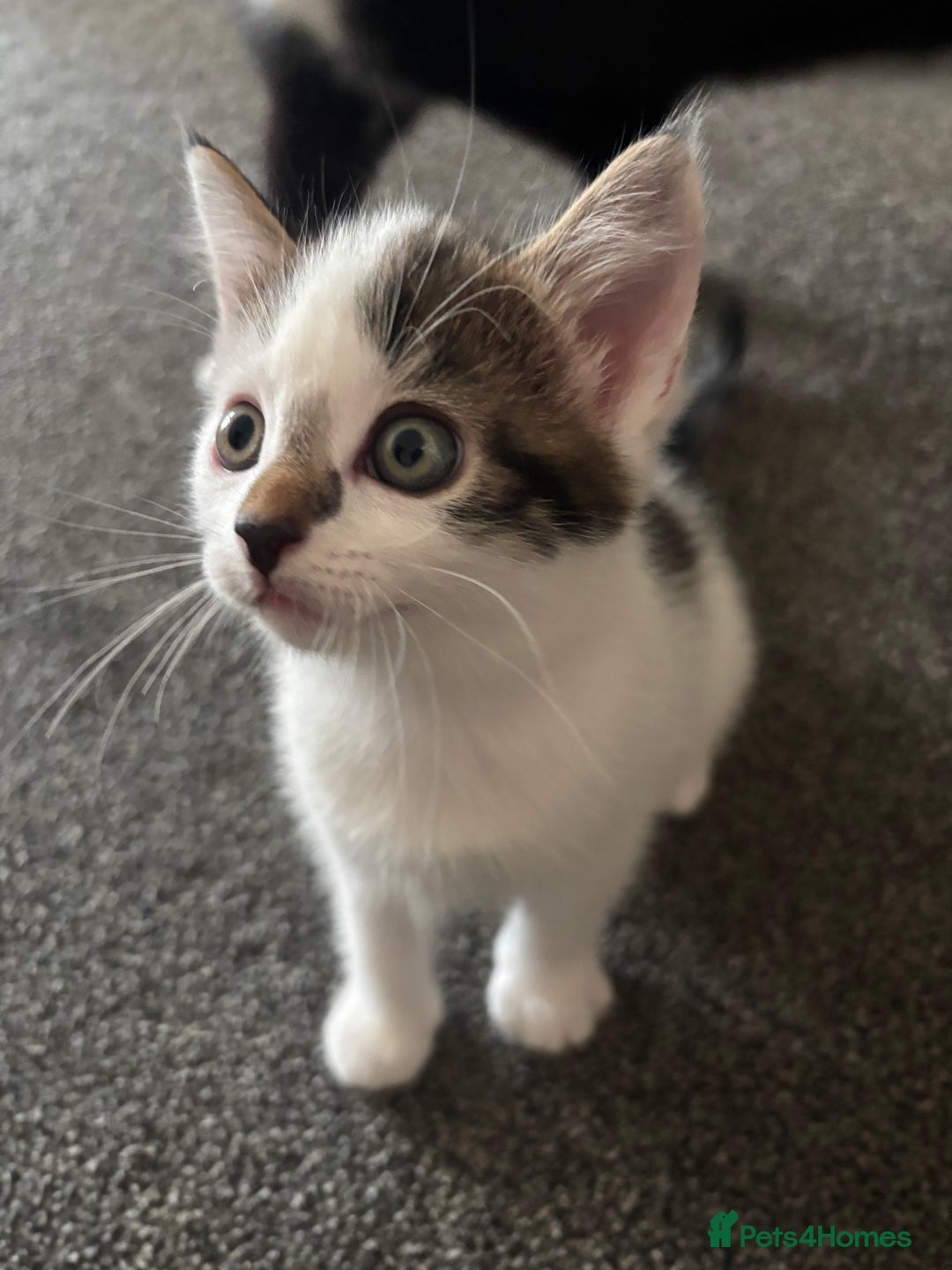 Mixed Breed cats for sale: TWO LEFT! Beautiful kittens ready for 5/10/25 - Image 7