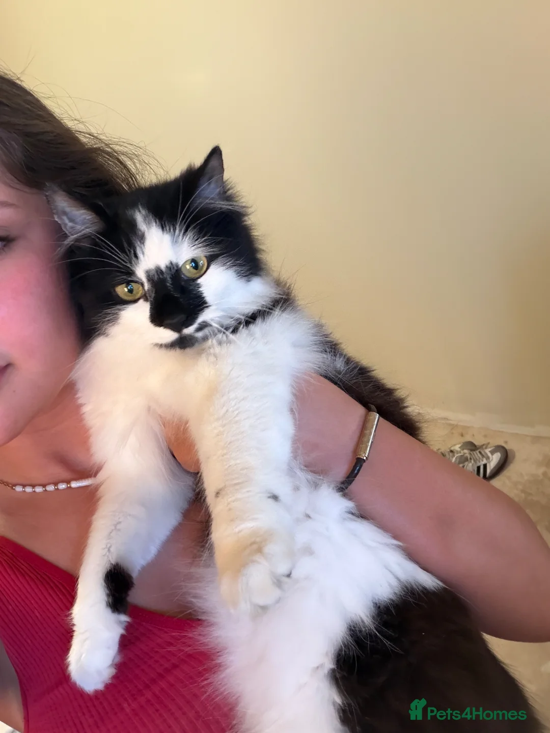 Persian cats for sale: Black and white Persian  in Manchester - Advert 1