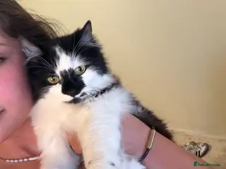 Persian cats Black and white Persian - Advert 3