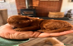Toy Poodle dogs for stud: Toy poodle Stud  in Markfield - Image 4