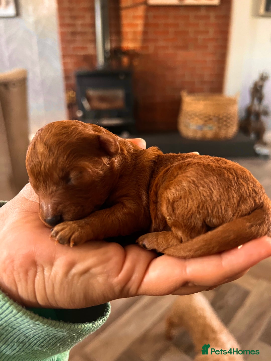 Toy Poodle dogs for stud: Toy poodle Stud  in Markfield - Image 4