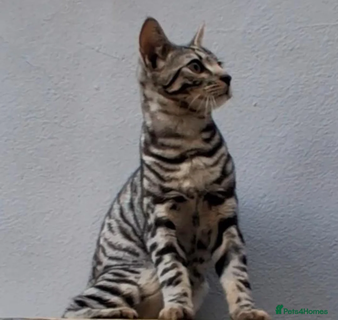 Bengal cats for sale: Bengal / tabby brother sister 7 mths old in Ramsgate - Advert 2