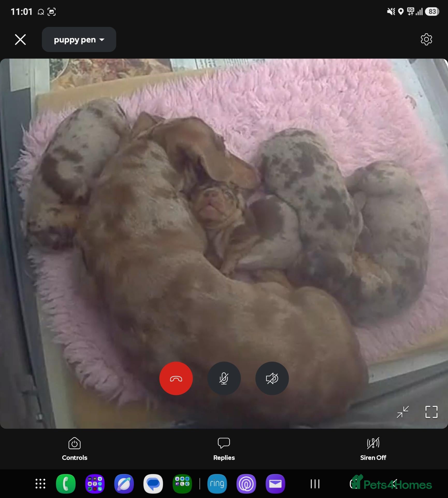Miniature Dachshund dogs for sale: Gorgeous chocolate dapple puppies - Advert 1