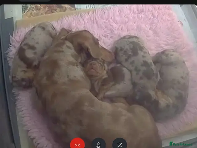 Miniature Dachshund dogs for sale: Gorgeous chocolate dapple puppies - Advert 1