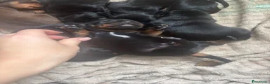 Dachshund 1