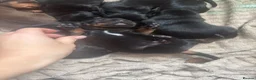 Dachshund dogs for sale: Beautiful dachshund puppies  - Advert 10