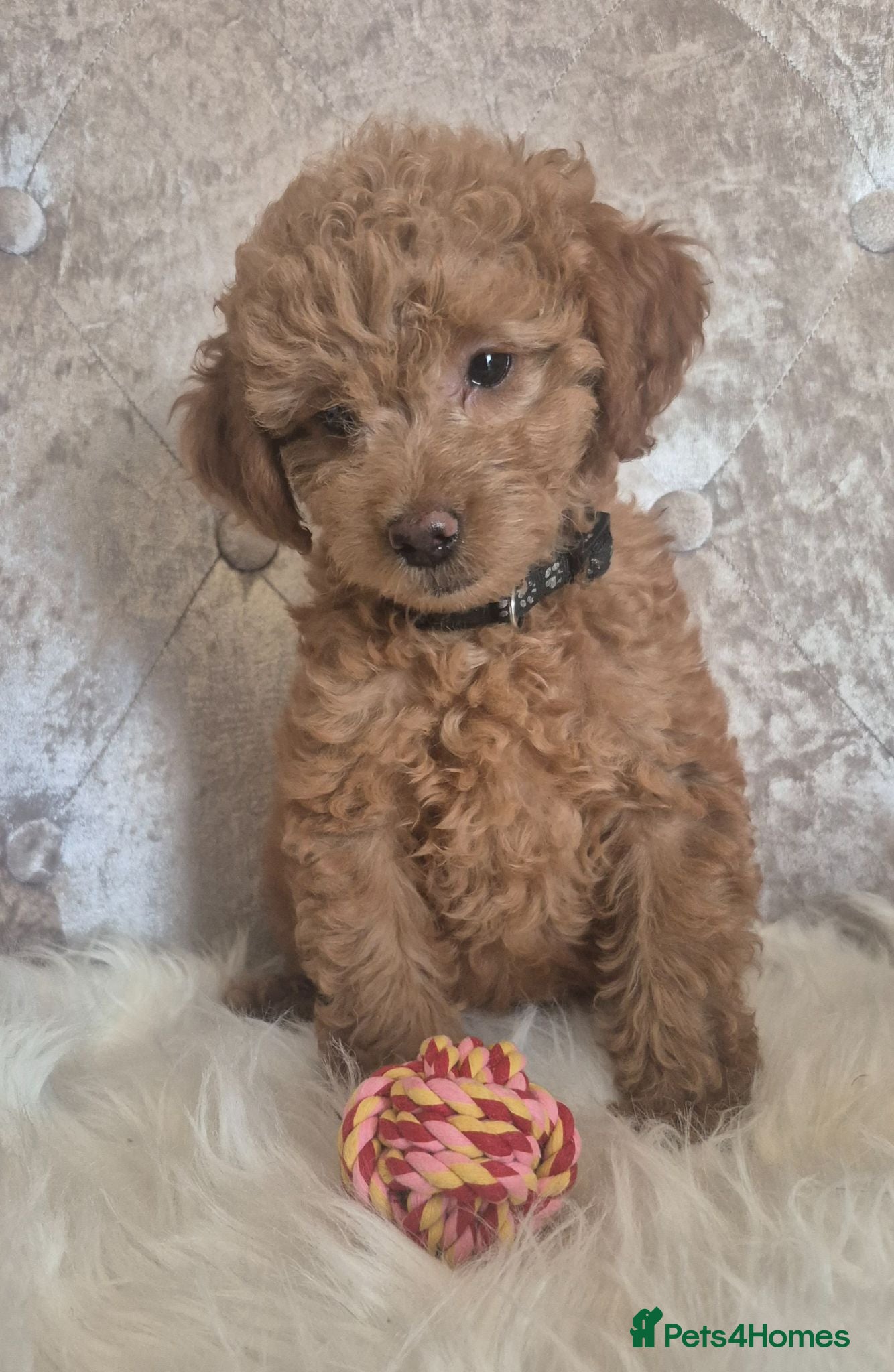 Cavapoo dogs F1B CAVAPOO PUPPIES EXTENSIVELY DNA HEALTH TESTED  - Advert 1
