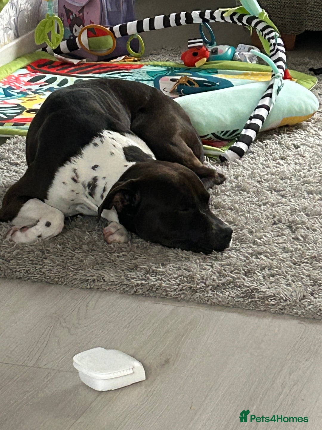 Mixed Breed dogs for sale: Enzo free don’t want any money  - Advert 3