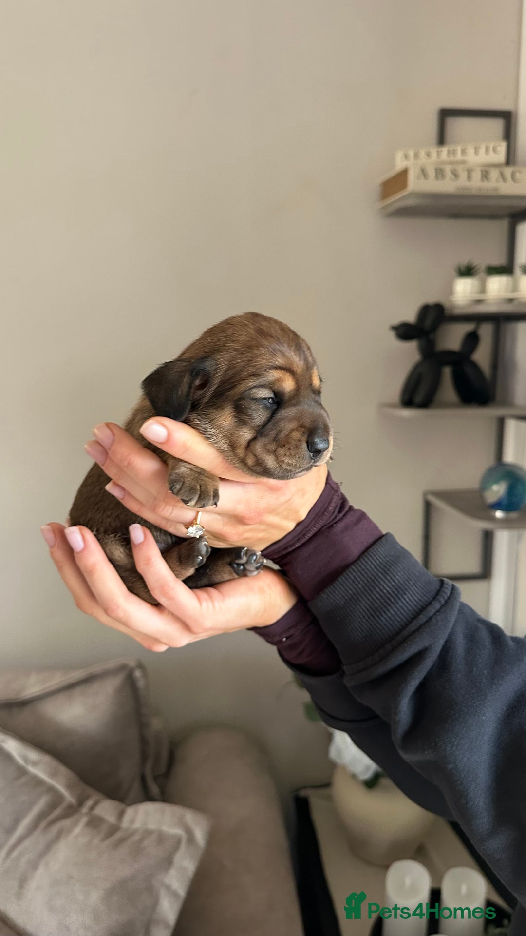 Miniature Dachshund dogs for sale: 5 beautiful miniature Daschund puppies  - Advert 10