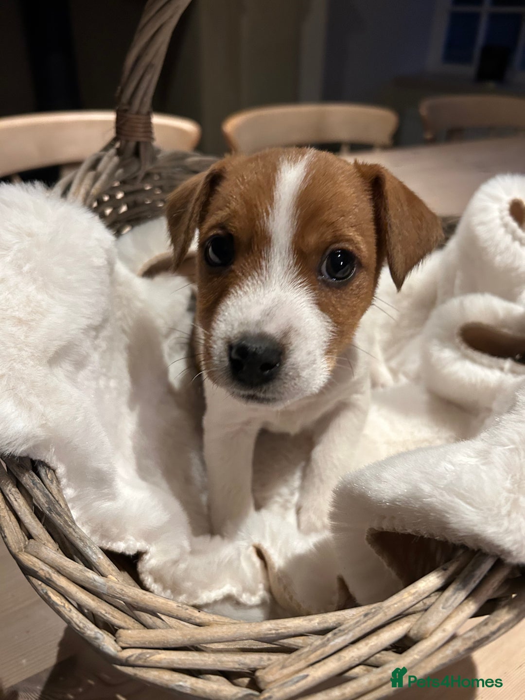 Mixed Breed dogs for sale: Parson / Jack Russell puppies - Advert 5
