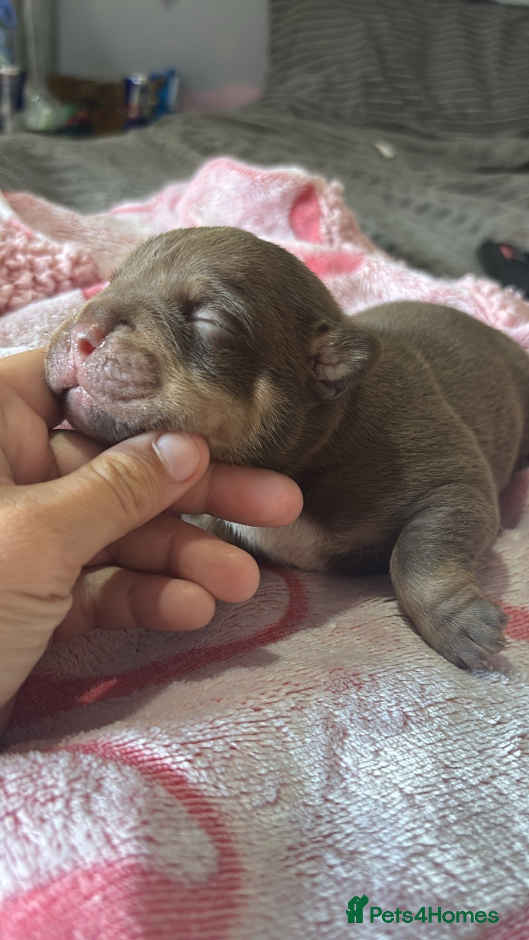 American Bully dogs  bully puppys - Advert 12
