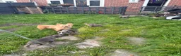 American Bully dogs for sale: Micro pocket bully pup READY! FULLY VACCINATED  - Advert 9