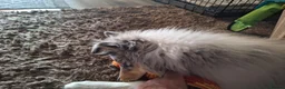 Rough Collie dogs for sale: Rough Collie, Blue Merle, 13 months old. - Advert 9