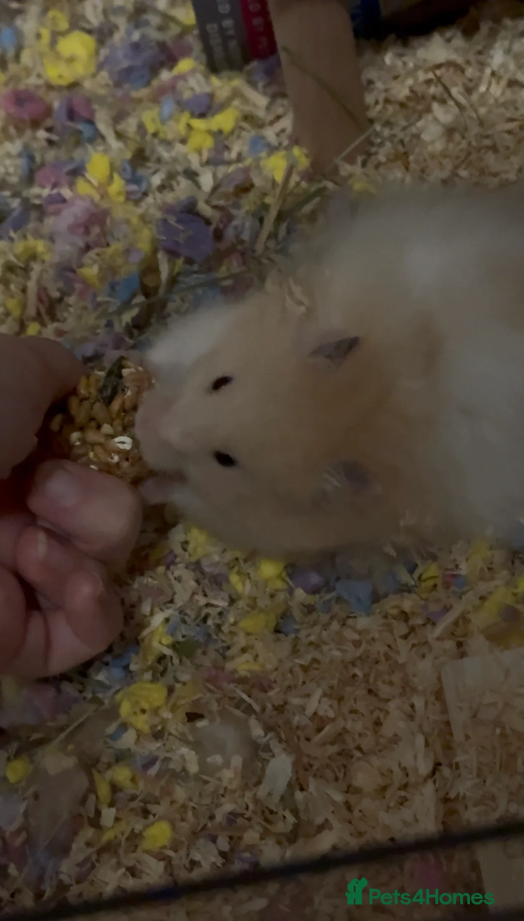 Hamster rodents for sale: Longhair Hamster and full setup - Advert 3