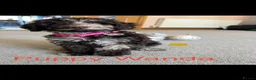 Cockapoo dogs for sale: Cockapoo experience from birth to home 12.5.26 🥰 in Ilkeston - Advert 4