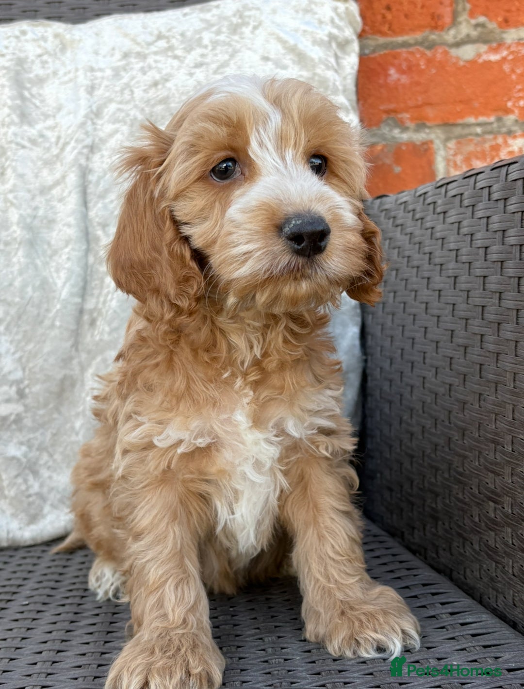 Cockapoo dogs for sale: F1 Cockapoo puppies  - Image 3