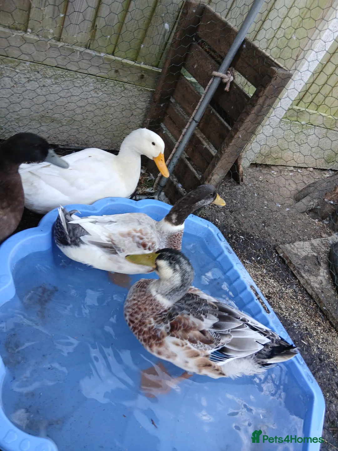 Ducks poultry for sale: Free to a good home in Braintree - Advert 2