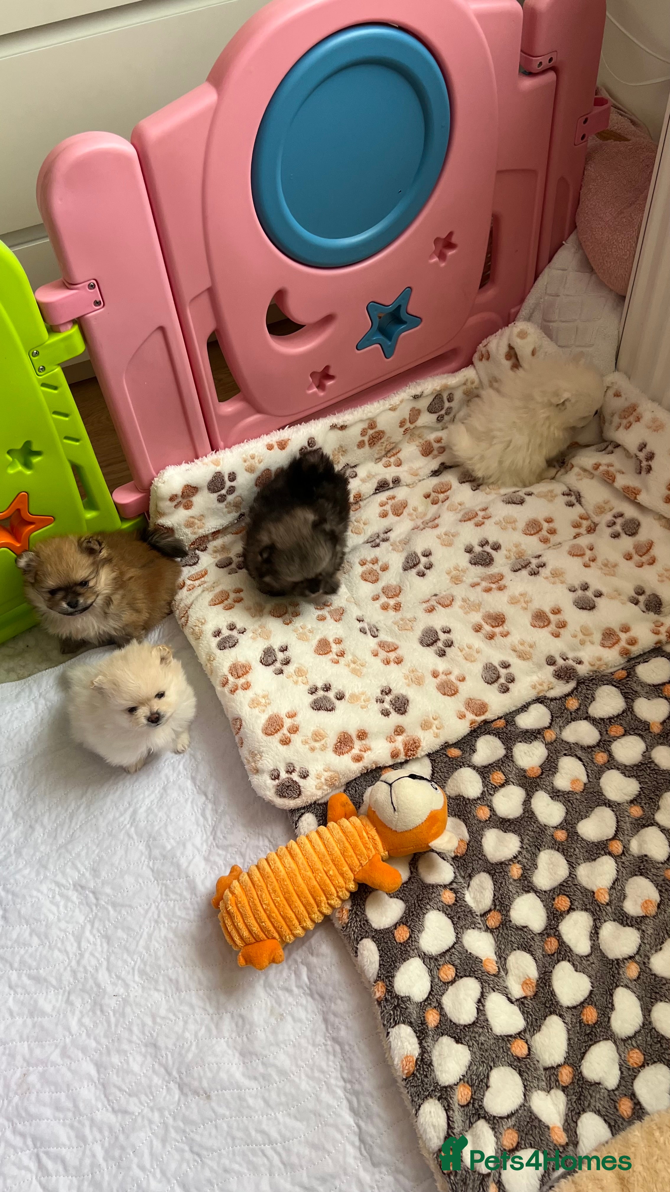 Pomeranian dogs MAGICAL PURE POMERANIAN KC - Advert 2