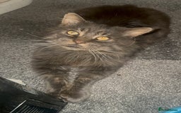 Maine Coon cats for stud: HUGE TICA Active Championship male stud - Image 2