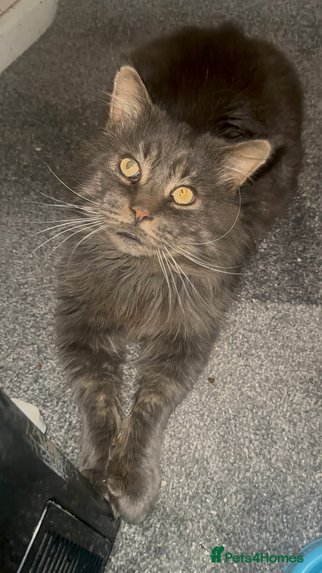 Maine Coon cats for stud: HUGE TICA Active Championship male stud - Image 2