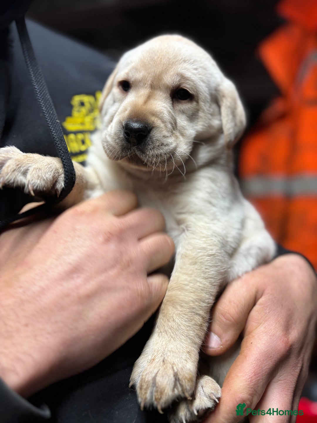 Labrador Retriever dogs for sale: Beautiful health tested Labrador puppies  - Advert 5