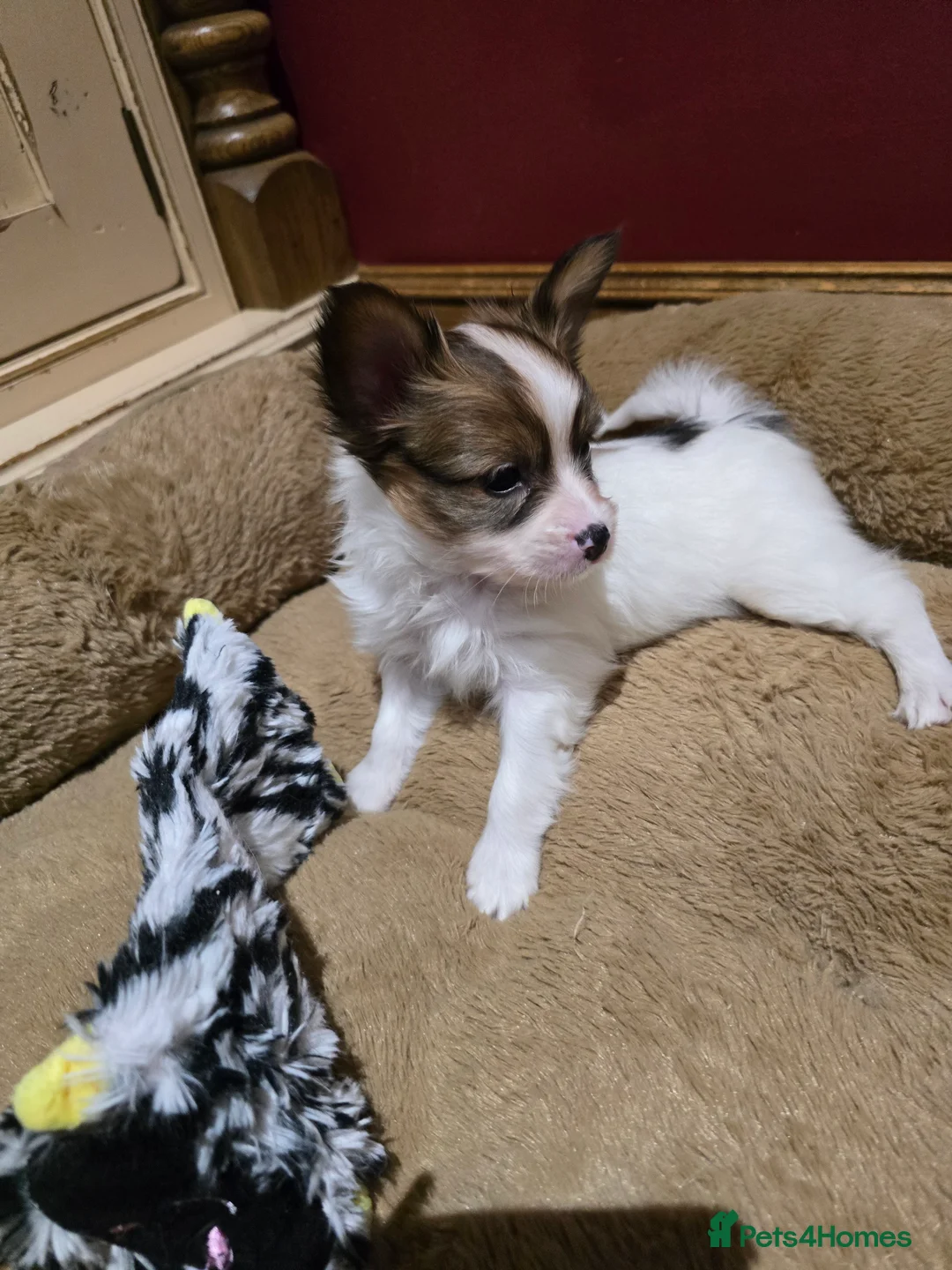 Papillon dogs for sale: ROYAL KENNEL CLUB registered,  DNA tested perents  - Advert 19