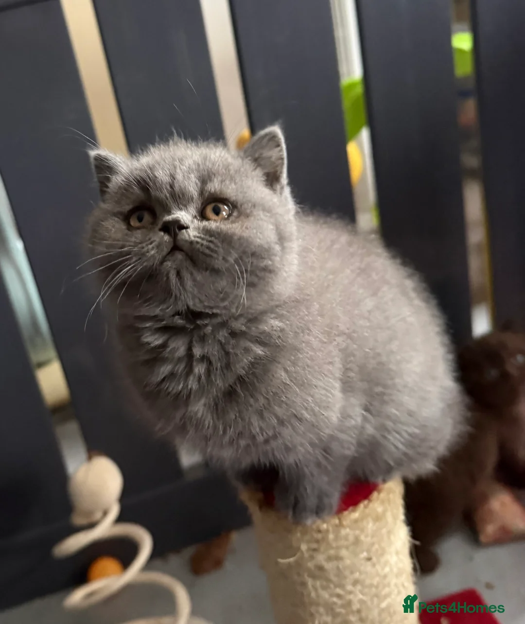 British Shorthair cats for sale: British Blue British Shorthair girl available - Advert 9