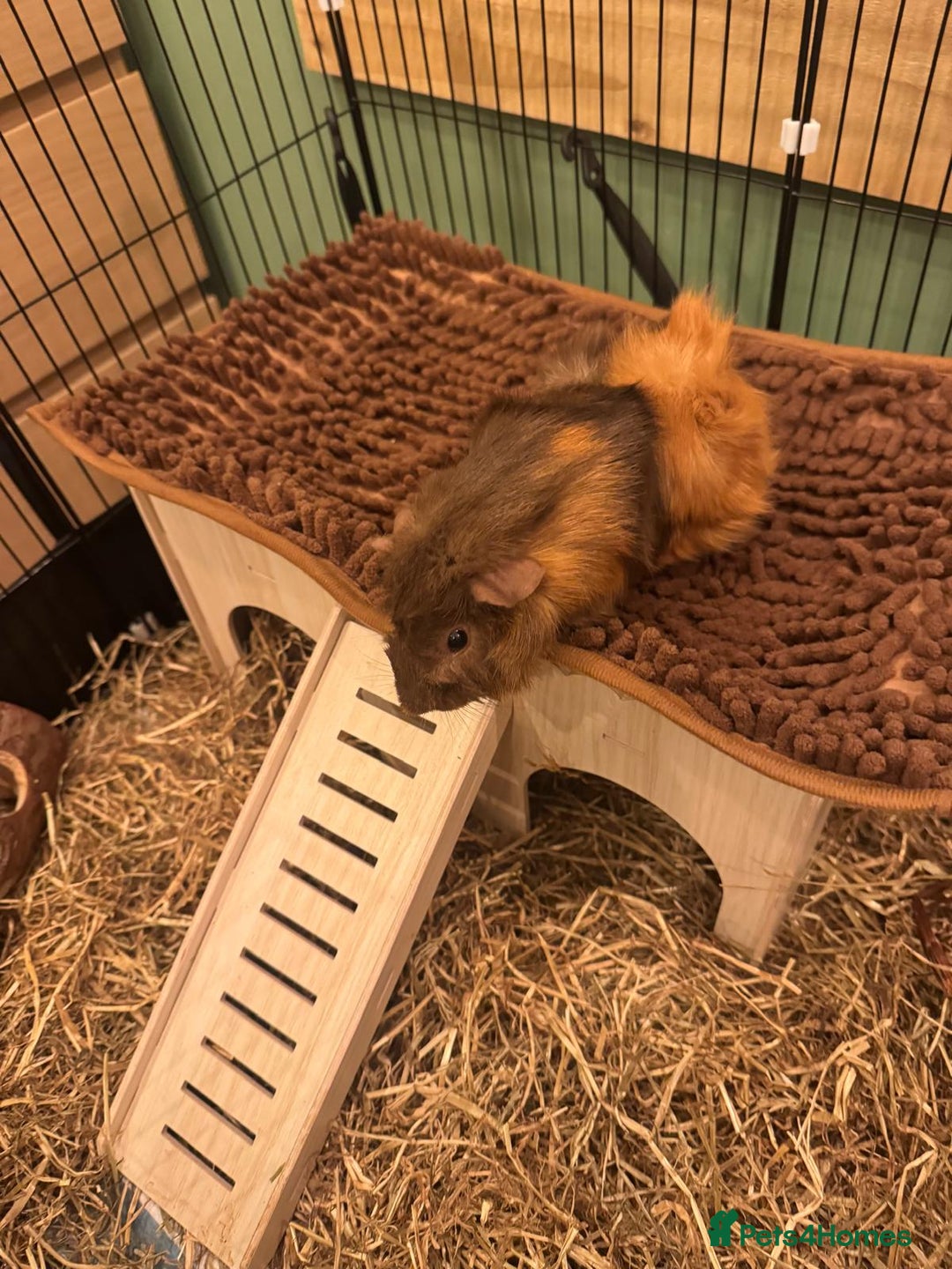 Guinea Pig rodents for sale: Two Guinea pigs for sale cage included  - Advert 2