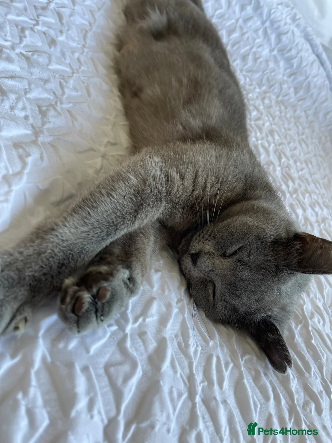 British Shorthair cats for sale: 🐾 4 British Blue kittens  🐾 - Advert 1