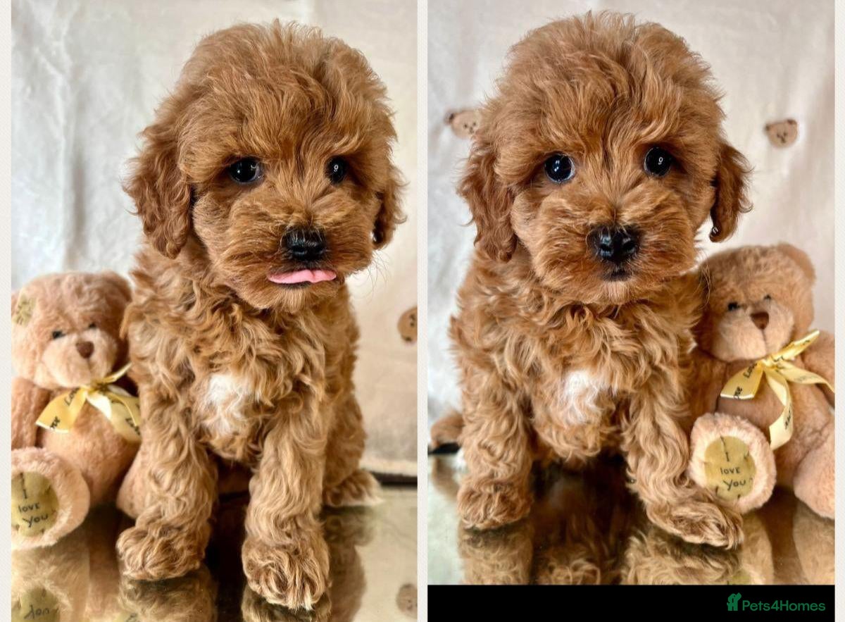 Cavapoo dogs Beautiful cavapoos for new homes - Advert 15