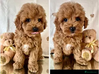 Cavapoo dogs Beautiful cavapoos for new homes - Advert 15