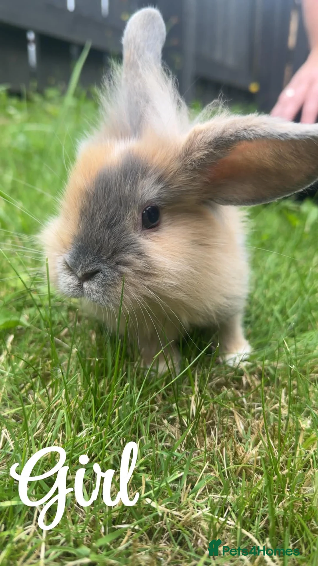 Mini Lion Lop rabbits for sale: Beautiful fluffy baby bunnies in Durham - Advert 1
