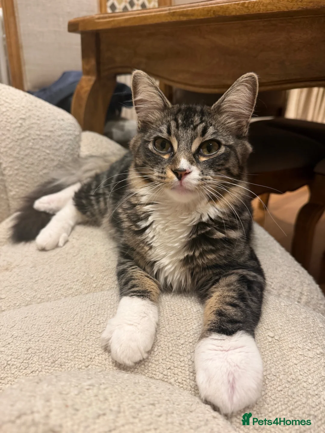 Mixed Breed cats for sale: Cuddly Mix Ragdoll Boy  - Advert 2