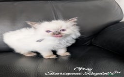 Ragdoll cats for sale: GCCF Pedigree Ragdoll Kittens Champion Lines - Image 5