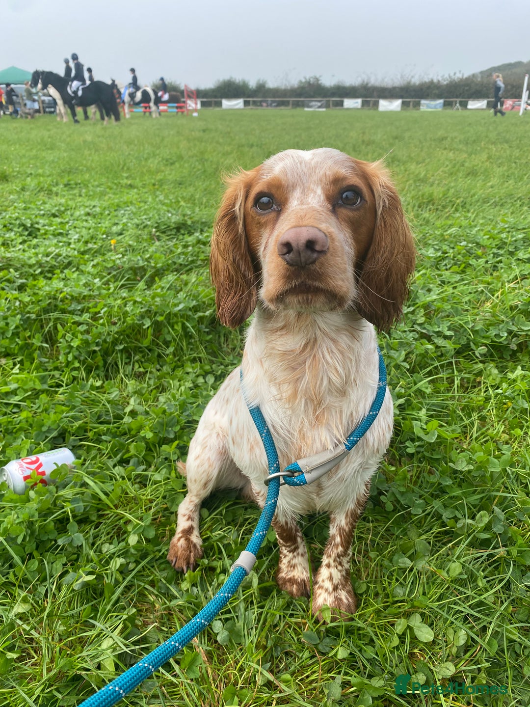 Cocker Spaniel dogs for stud: KC Working Cocker Spaniel Health Tested  - Advert 8