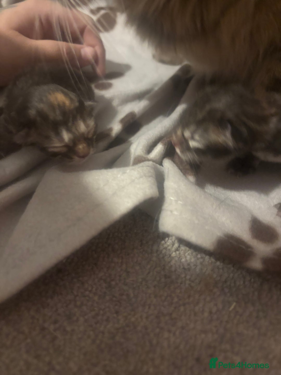 Ragdoll cats for sale: Long haired bts cross ragdoll kittens   - Image 2