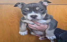 American Bully dogs for sale: Blue & lilac tri pocket bully’s  - Image 3
