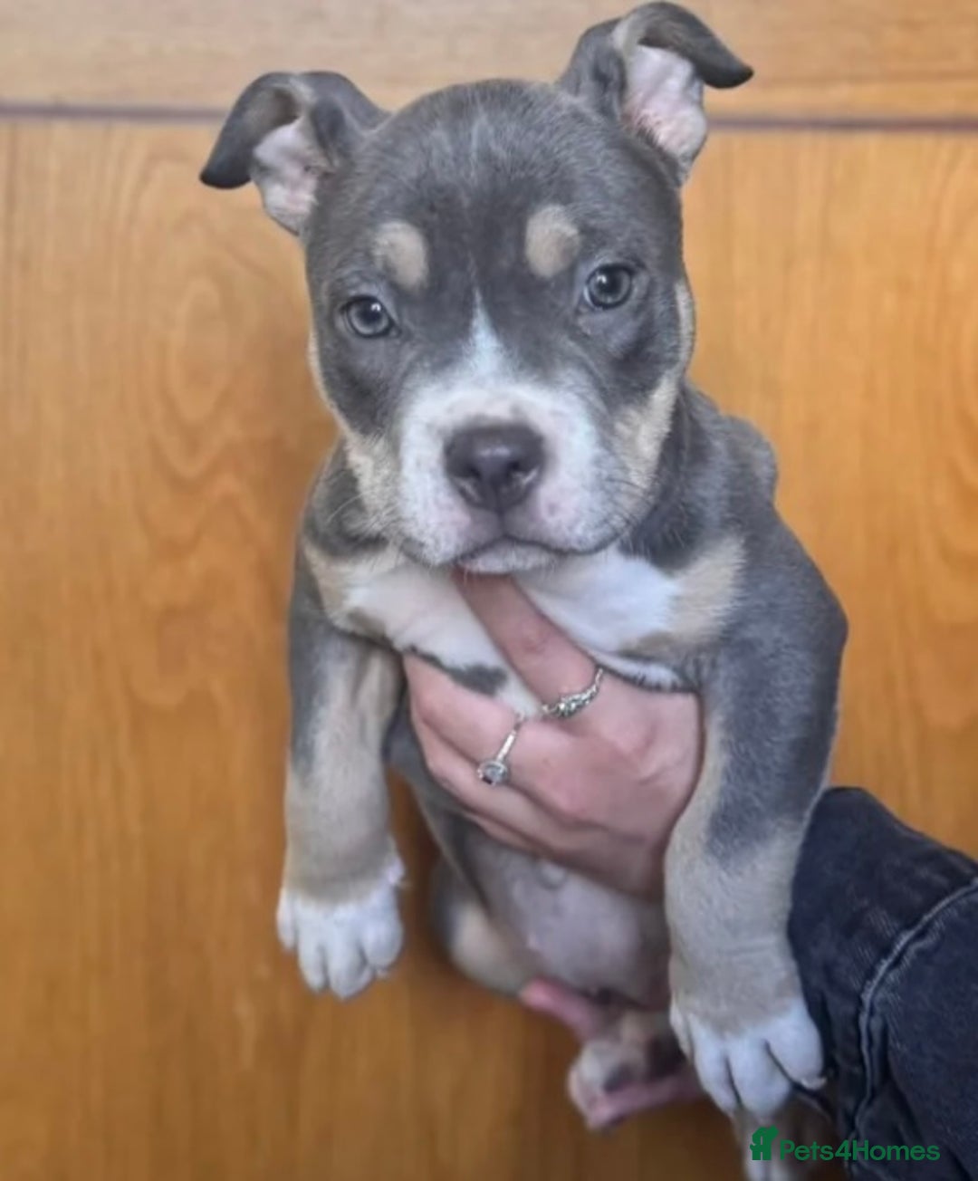 American Bully dogs for sale: Blue & lilac tri pocket bully’s  - Image 3