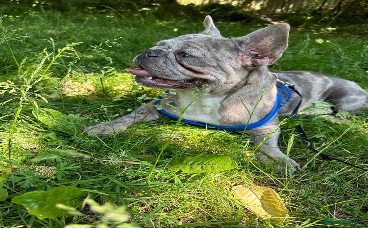 French Bulldog dogs - Advert 3