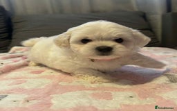 Maltese dogs for sale: Maltese puppies - Image 18