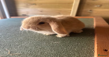 Mini Lop rabbits - Advert 12