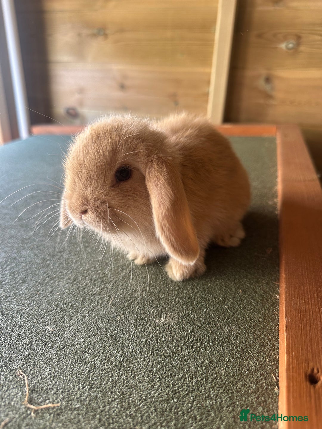 Mini Lop rabbits for sale: Sweet Baby Mini lops . - Image 3