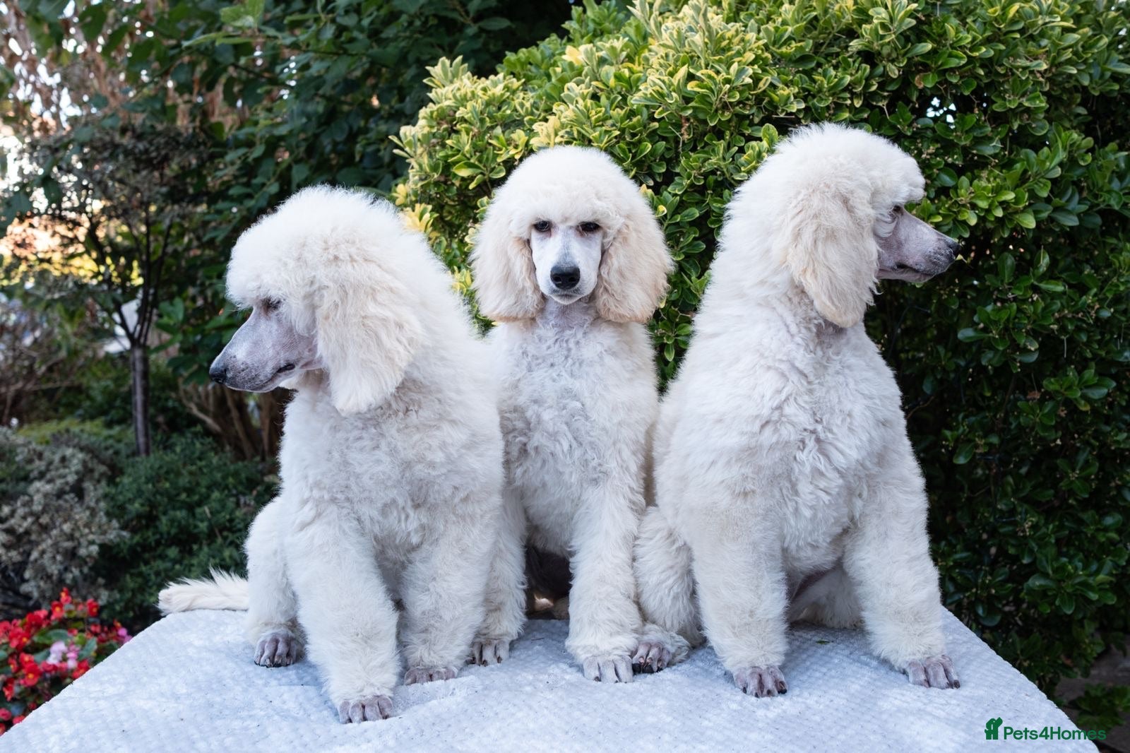 Standard Poodle dogs Outstanding Standard Poodle Puppies - Advert 5