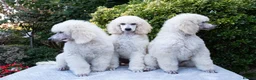 Standard Poodle dogs for sale: Outstanding Standard Poodle Puppies - Advert 1